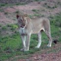 ZMB NOR SouthLuangwa 2016DEC10 NP 066 : 2016, 2016 - African Adventures, Africa, Date, December, Eastern, Month, National Park, Northern, Places, South Luangwa, Trips, Year, Zambia